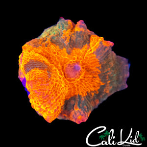 ULTIMATE CANDY CRUSH MUSHROOM