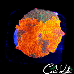 ULTIMATE CANDY CRUSH MUSHROOM