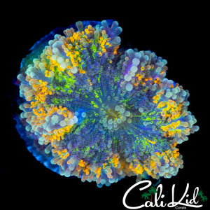 BEAUTIFUL RAINBOW BUBBLE YUMA