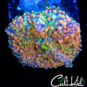 RARE RAINBOW BUBBLE YUMA