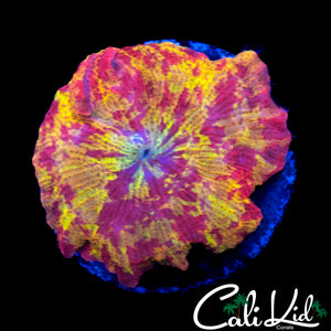 STUNNING PATTERN ECLETUS MUSHROOM