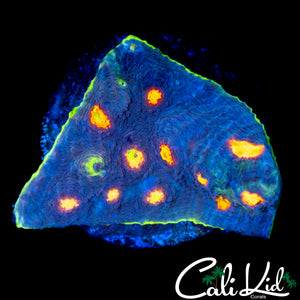 RAINBOW EYE CHALICE COLONY