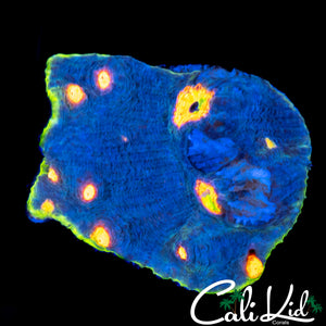 RAINBOW EYE CHALICE COLONY
