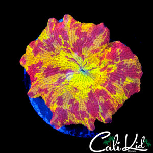 STUNNING PATTERN ECLETUS MUSHROOM