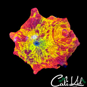 SIC SPLATTER ECLECTUS