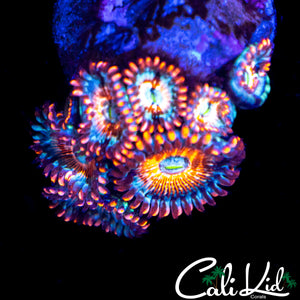 CB WHITE ZOMBIE ZOA MINI COLONY