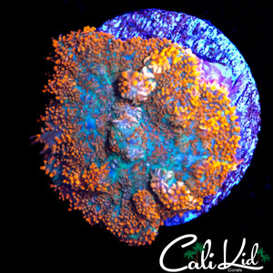 FUZZY RAINBOW RIM RHODACTIS
