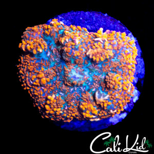 FUZZY RAINBOW RIM RHODACTIS