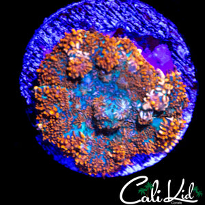 FUZZY RAINBOW RIM RHODACTIS