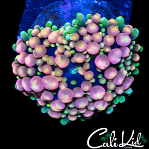 CK GRAPE ST BOUNCE RIC (LARGE BUBBLES)