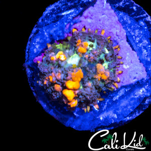 CK MYSTERY BOUNCE MUSHROOM