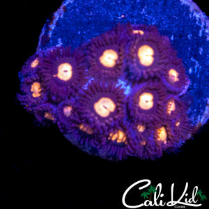 GOLDEN EYE ZOA COLONY