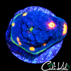 RAINBOW EYE CHALICE