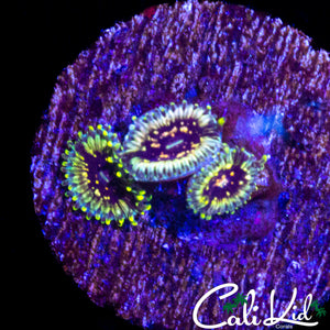 CK HELLRAZER ZOA TRIPLE