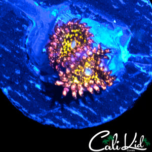 ACID TRIP ZOA DOUBLE