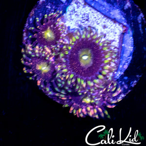 CK ANTI MATTER ZOA QUAD