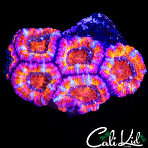 ULTIMATE RAINBOW ACAN MINI COLONY