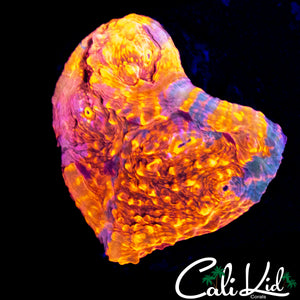 RAINBOW SWIRL CHALICE