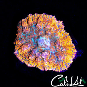 MYSTERY RHODACTIS