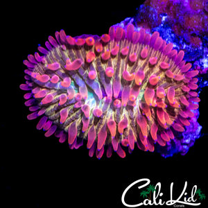 BEN'S PRIVATE COLLECTION BABY RAINBOW FUNGIA