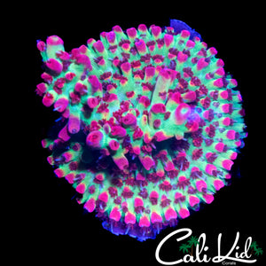 CK SHORTCAKE ACRO