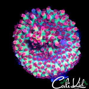 CK SHORTCAKE ACRO