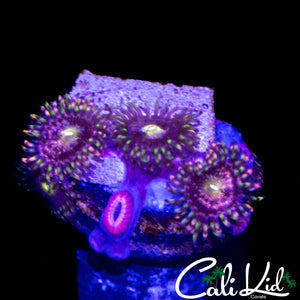 CK ANTI MATTER ZOA MINI COLONY