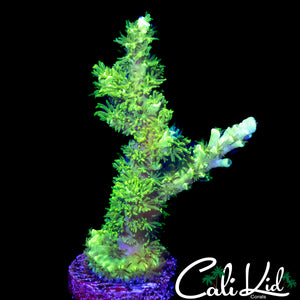 LCH RADIOACTIVE TENIUS