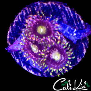 CK ANTI MATTER ZOA TRIPLE