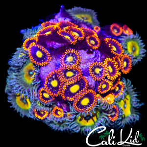 BEAUTIFUL ASSORTED ZOA MINI COLONY
