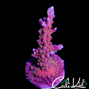 TGC NORTHERN CRUSH ACRO
