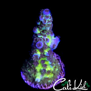 C2C SHELL SHOCK TENIUS