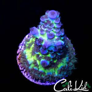 C2C SHELL SHOCK TENIUS