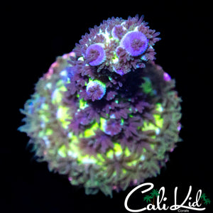 C2C SHELL SHOCK TENIUS