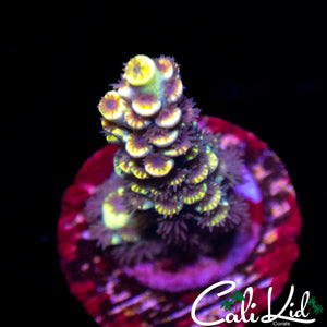BK CHEM FRUIT LOOPS TENIUS