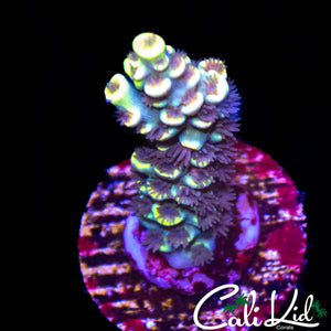 BK CHEM FRUIT LOOPS TENIUS