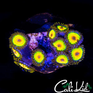 RASTA ZOA MINI COLONY