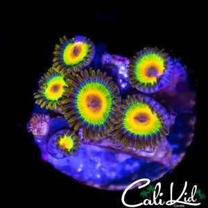 RASTA ZOA MINI COLONY