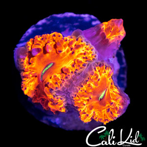 INDO BUBBLE BLASTO TRIPLE