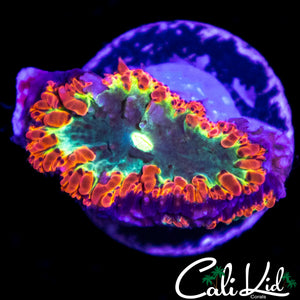 BEAUTIFUL TRI COLOR BLASTO