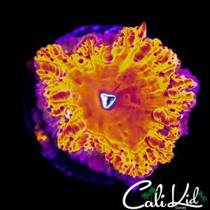 AMAZING BUBBLE BLASTO