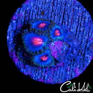 MIAMI VICE ZOA QUAD