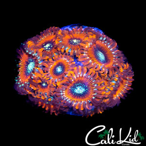 SALTED AGAVE ZOA MINI COLONY