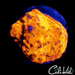 ULTRA FLAME CHALICE