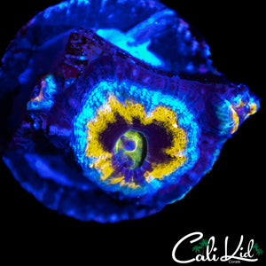 CK WOLVERINE ACAN W/ BABIES