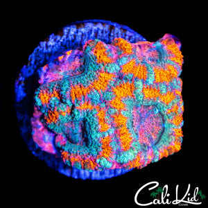 RARE ASIAN ACAN QUAD