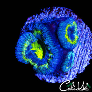 BLUE MAGOO ACAN TRIPLE