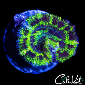 BLACK OUT ACAN