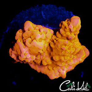 CK FLAMIN SETOSA