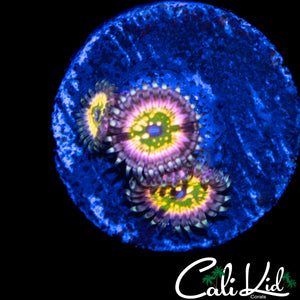 CK MONSTERS INC ZOA TRIPLE